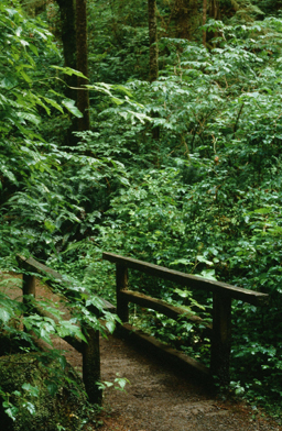 Bridge in the Rainforest